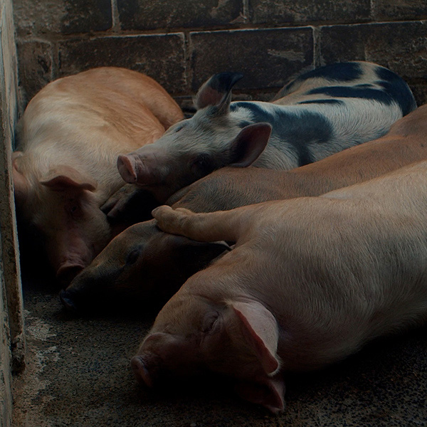 Para Onde Vão Os Animais?